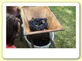 vendemmia_2011_f