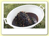 vendemmia_2011_h