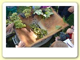 vendemmia_2013 (6)